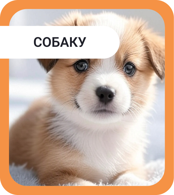 Собака